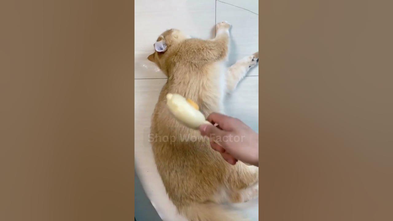 Video thumbnail for 💆‍♂️ Pet Floating Hair Massage Comb 🐶 || Link is in Description