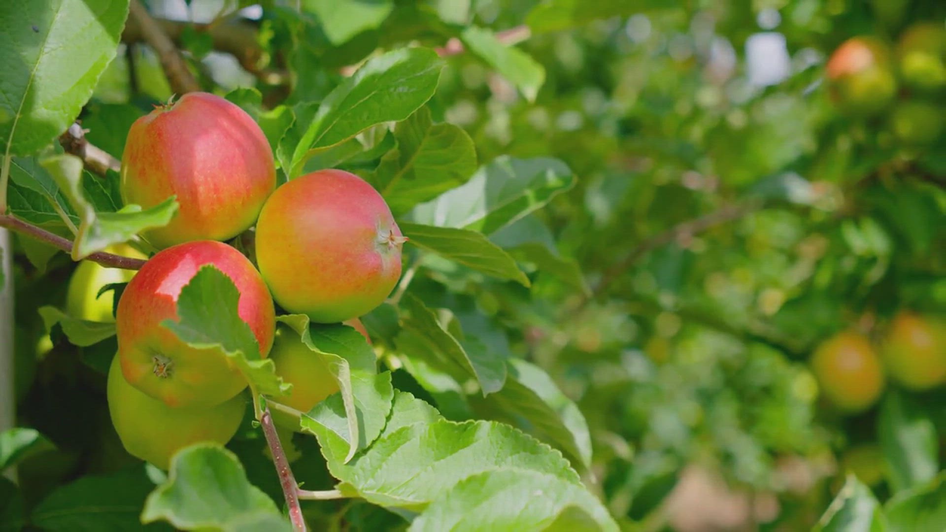 'Video thumbnail for 5 Essential Tips for Planting Fruit Tree'