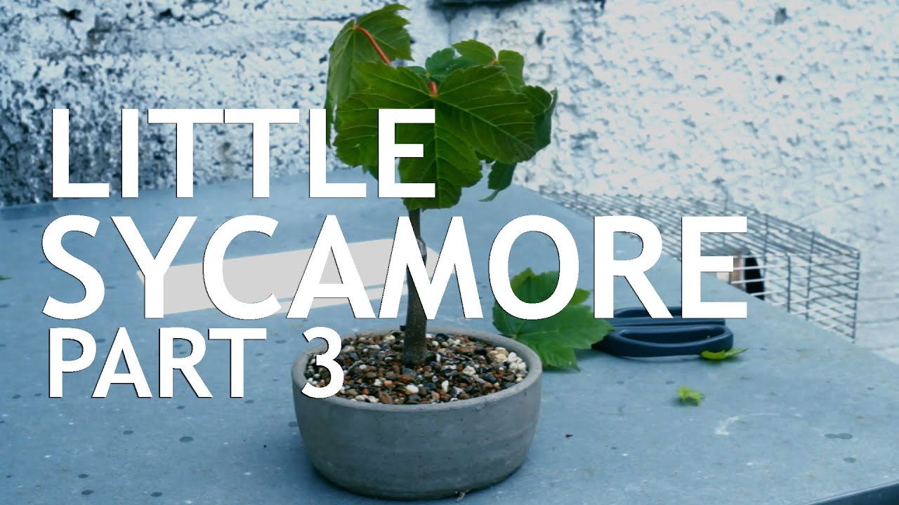 Video thumbnail for The Little Sycamore Seedling Part 3