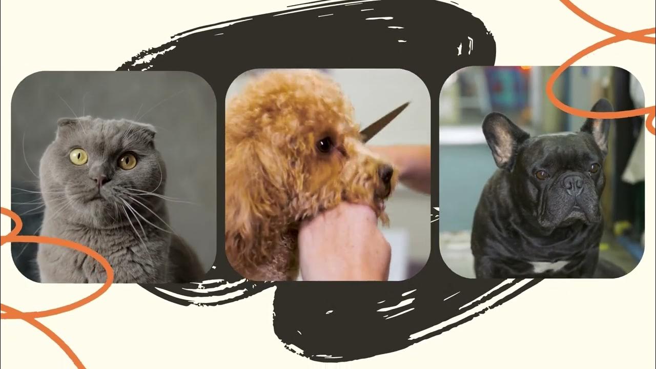 Video thumbnail for Embark on a journey to understand and care for our beloved pets