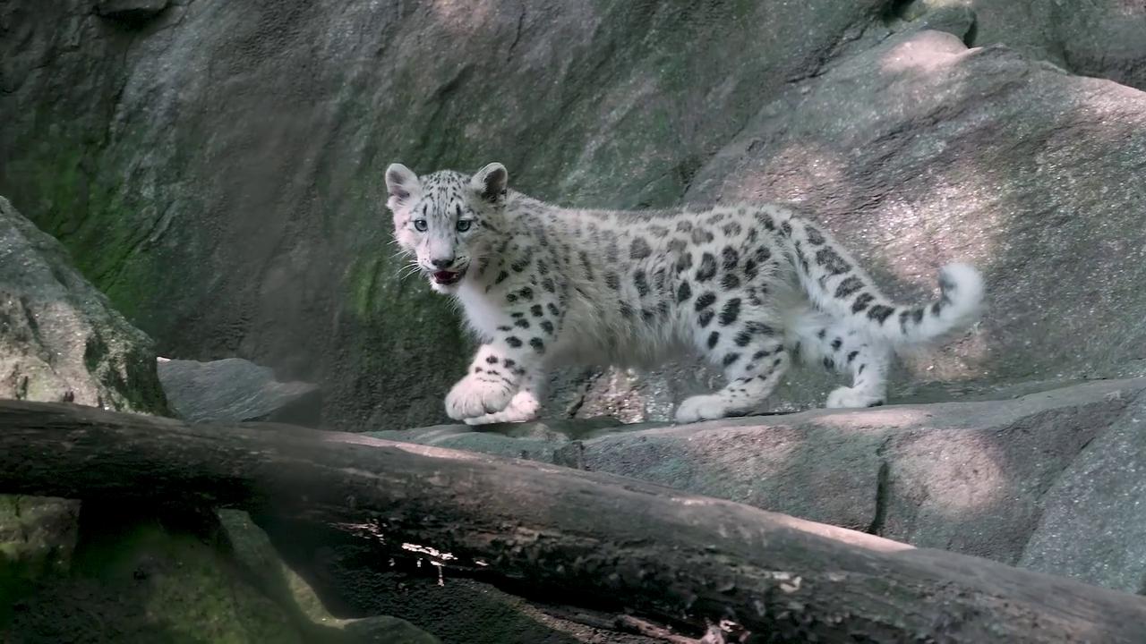 Video thumbnail for US: Adorable Snow Leopard Cub Takes First Steps Into New Home.