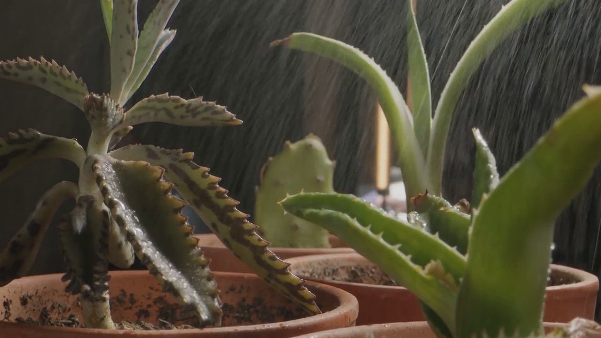 'Video thumbnail for How to Grow a No-water or Low-water Garden'