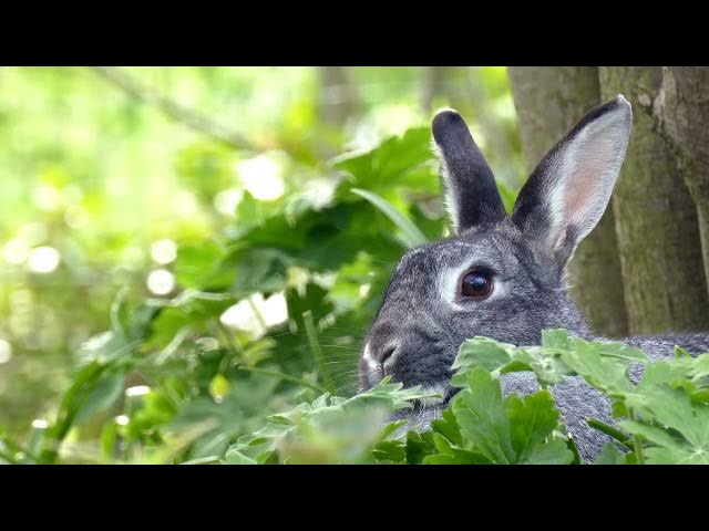Video thumbnail for Fruits for Rabbits: Safe Treats in Moderation