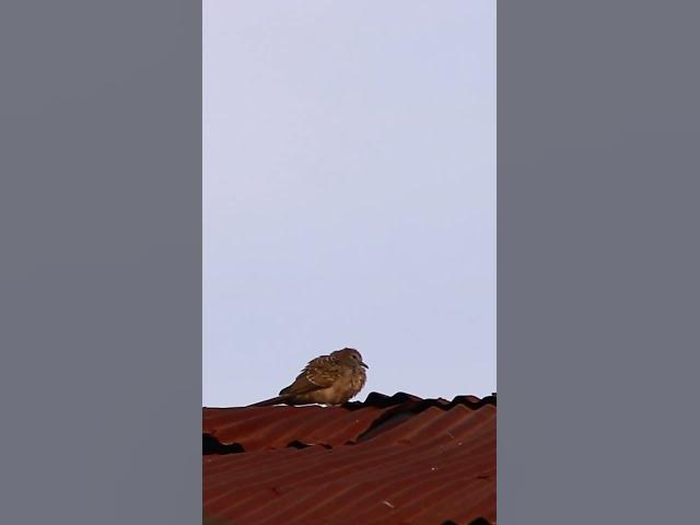 Video thumbnail for Dove & Sparrow Bird EP2 #dovebird #smallbird #birds #bird #shortdove #nestdove #babiesdove