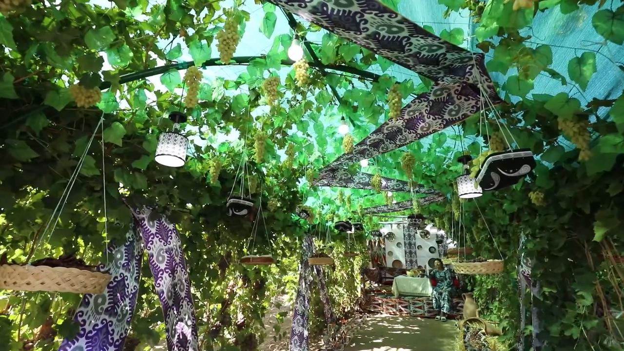 Video thumbnail for Uzbekistan: International Grape Festival opens in Uzbekistan.