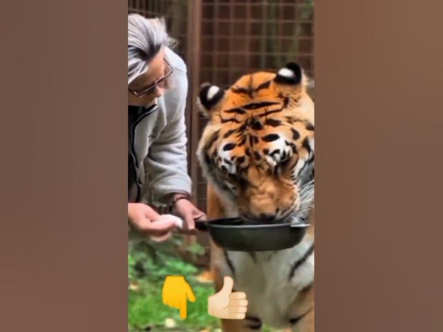 Video thumbnail for Cara melihara harimau sumatera jinak #pawangsinga #mobilbarakuda #pawangbuaya @fyppubliknusantara