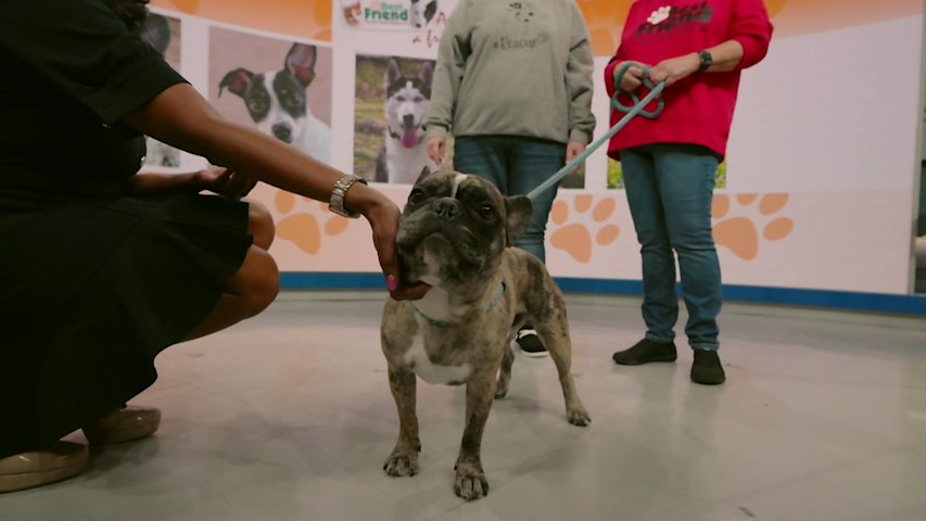 Video thumbnail for Paws and Pals: Percy is prepared to be your ‘furver’ friend