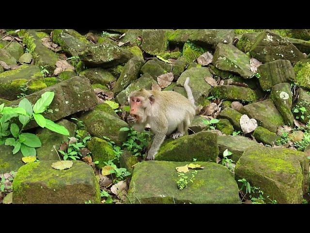 Video thumbnail for Jane Monkey life#monkeysr #wildlife