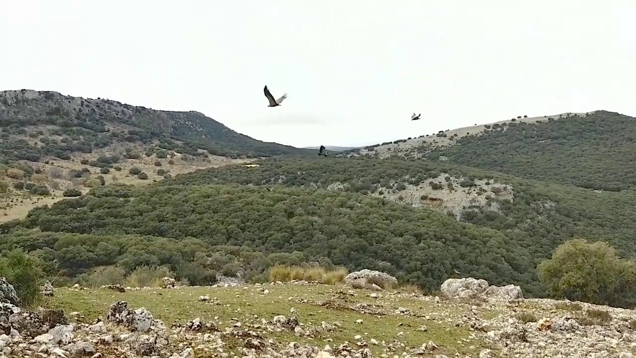 Video thumbnail for Griffon Vultures Are Awesome! [Mobile Video]
