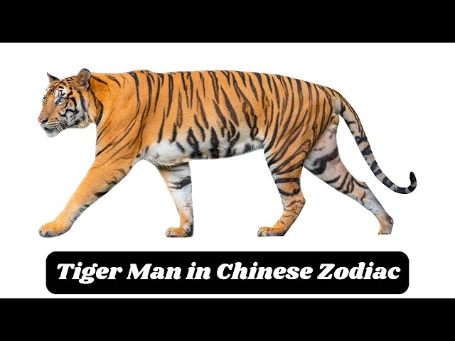 'Video thumbnail for The Tiger Man: A Fierce Force in the Chinese Zodiac'