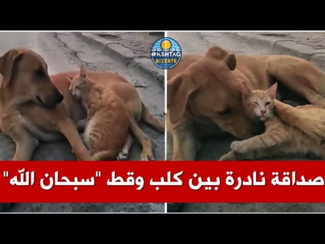 Video thumbnail for شاهد بالفيديو: صداقة غير متوقعة بين كلب وقط في تونس تدهش المتابعين
