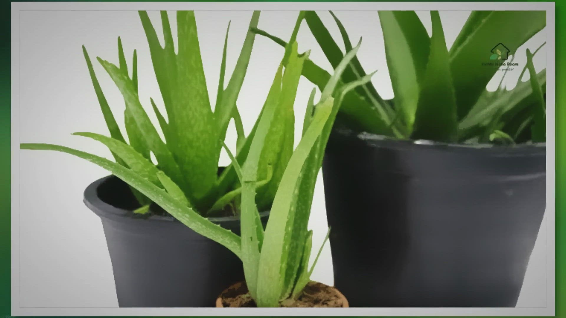 'Video thumbnail for How to Take Best Care of Aloe Vera: Expert Tips'