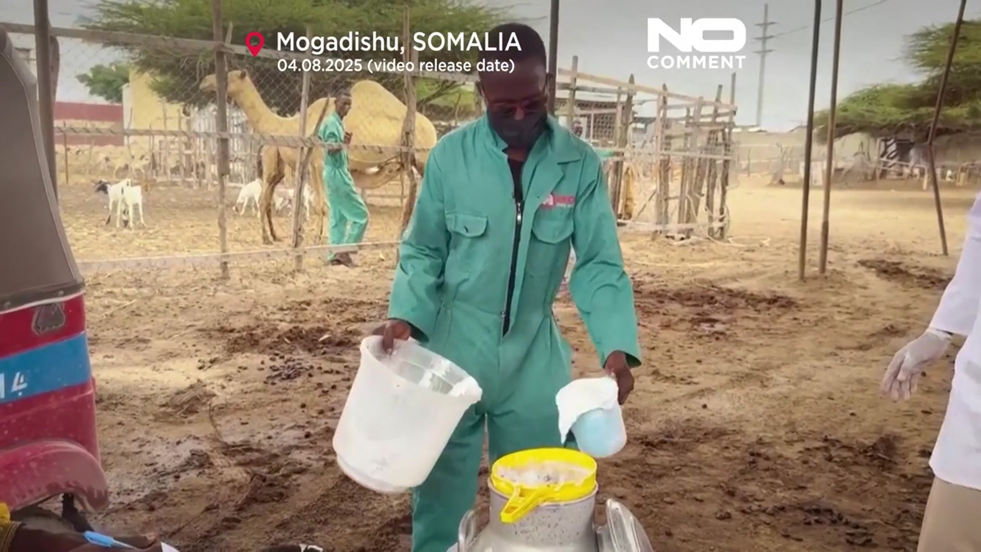 'Video thumbnail for Camel dairies signal change in Somalia’s livestock economy'