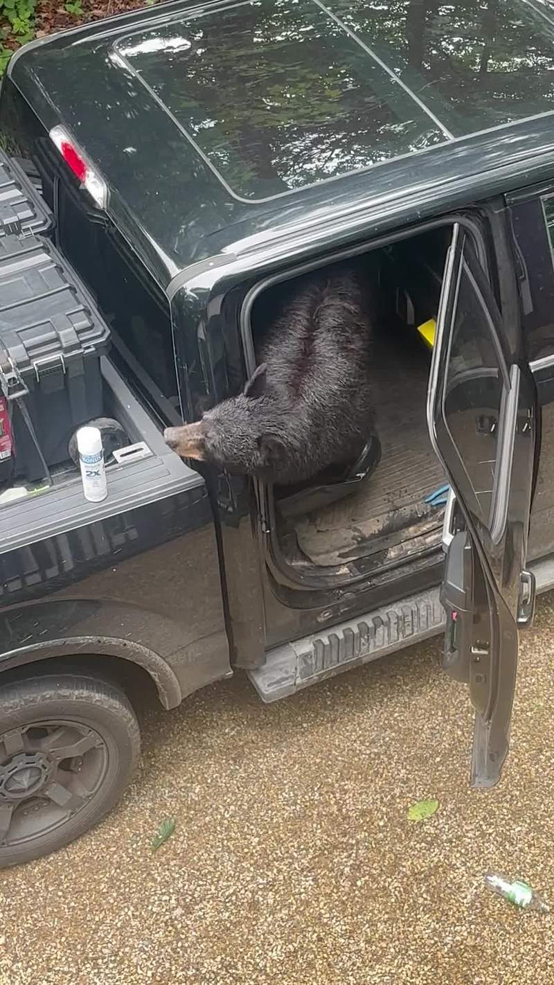 Video thumbnail for Black Bear Caught Raiding an Unlocked Truck for Snacks