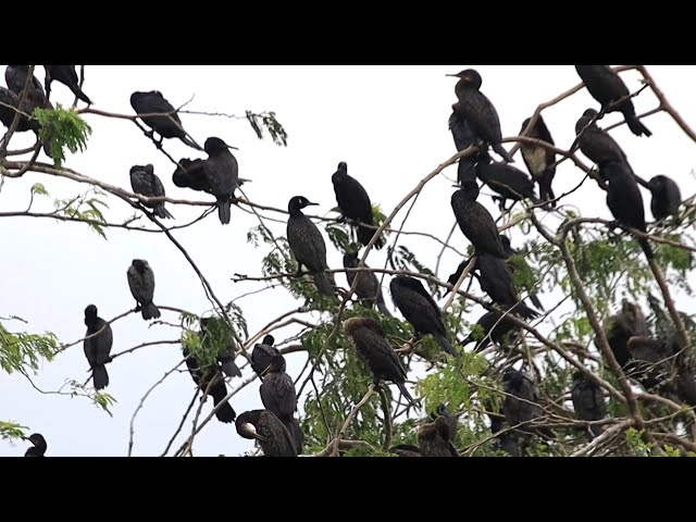 Video thumbnail for Crow water black bird mad nest here alot