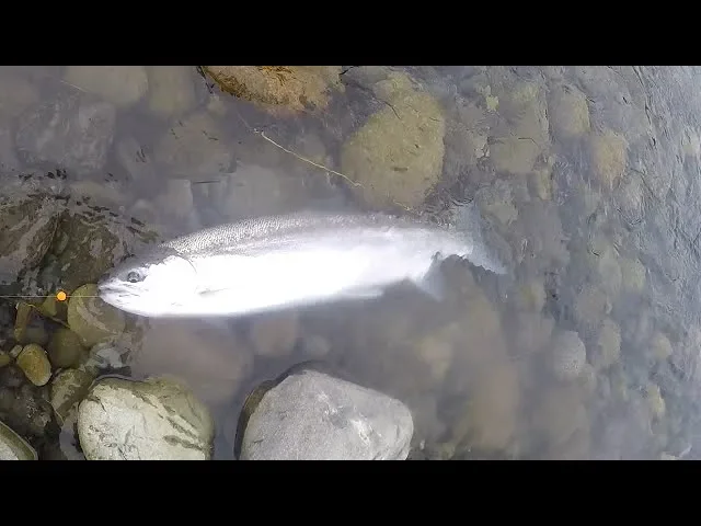 Video thumbnail for Subscriber's Winter Steelhead on the Vedder River