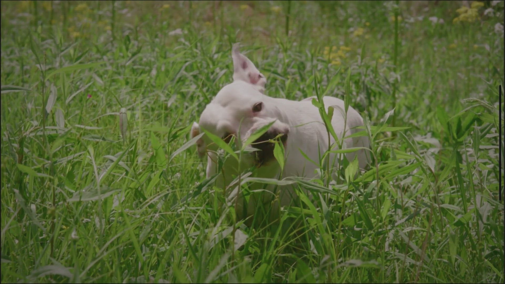 Video thumbnail for Why does my frenchie eat so fast ( The Risks & Solved)