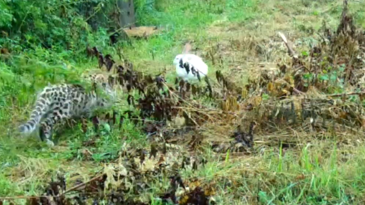 Video thumbnail for Rescued Leopard Cub Goes on Its First Hunt in Heartwarming Wildlife Moment