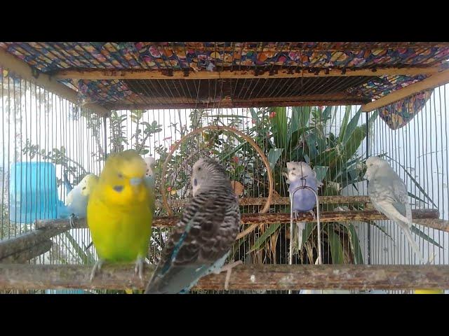 Video thumbnail for 🎼 15 Minutos de Sons Naturais – Foco e Estudo com Periquitos 📚