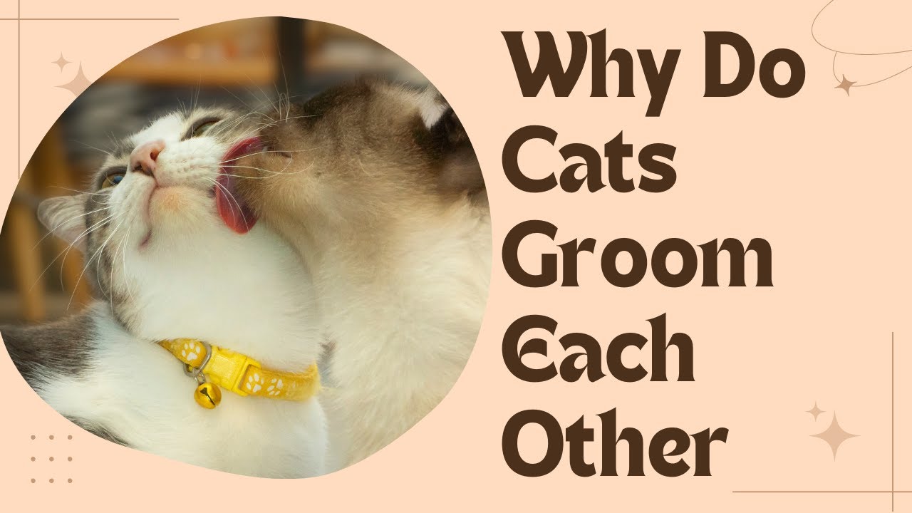 Video thumbnail for Why Do Cats Groom Each Other?