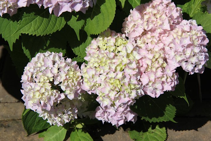Video thumbnail for Are your hydrangeas failing to bloom? Here's how to select the PERFECT hydrangea for your garden