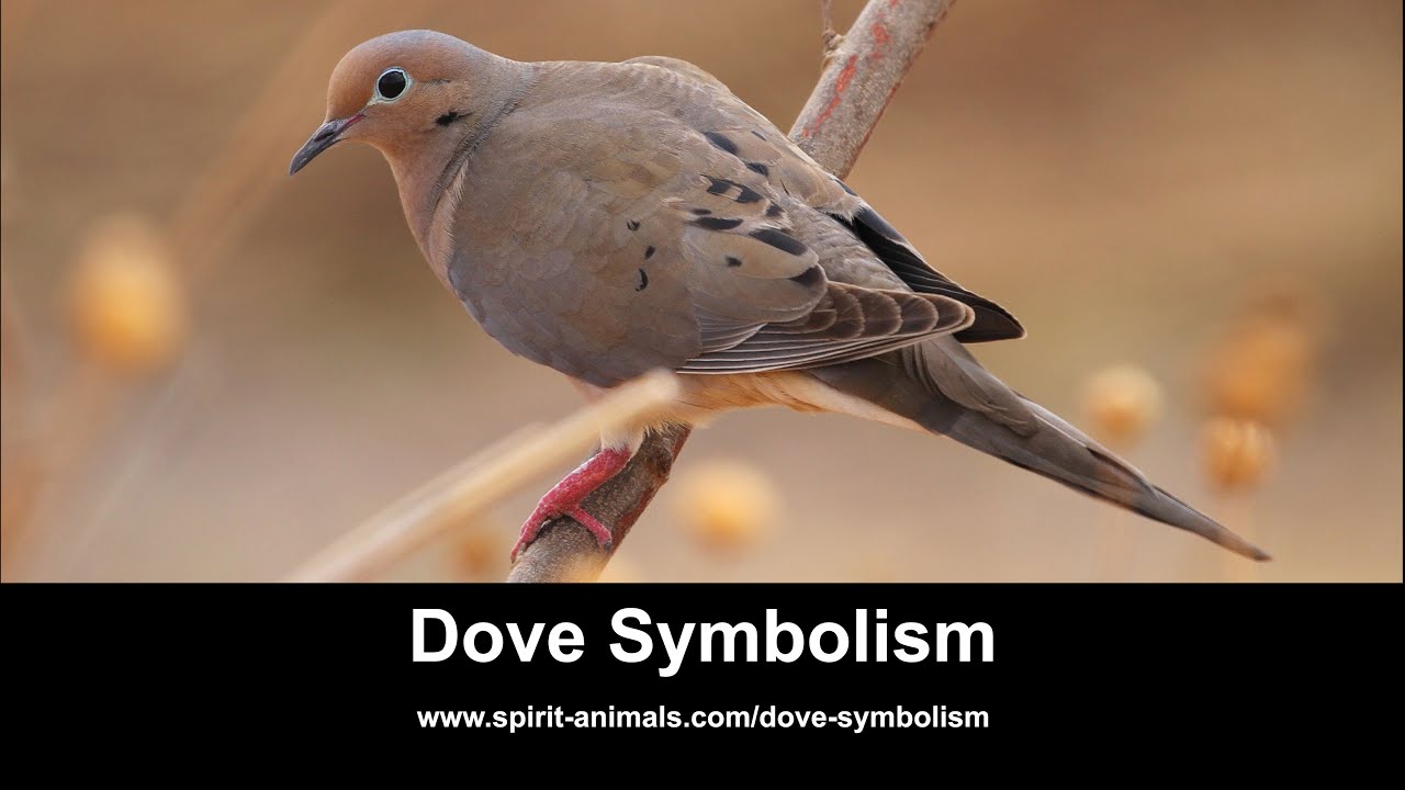 Video thumbnail for Dove Symbolism