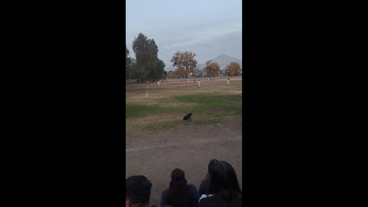 Video thumbnail for Dog Spins on Cue at Chile Baseball Game