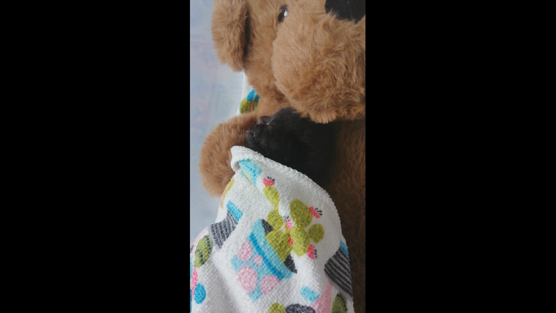 Video thumbnail for One-week-old black kitten snuggles with teddy bear hot water bag