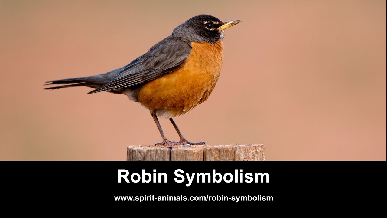 Video thumbnail for Robin Symbolism