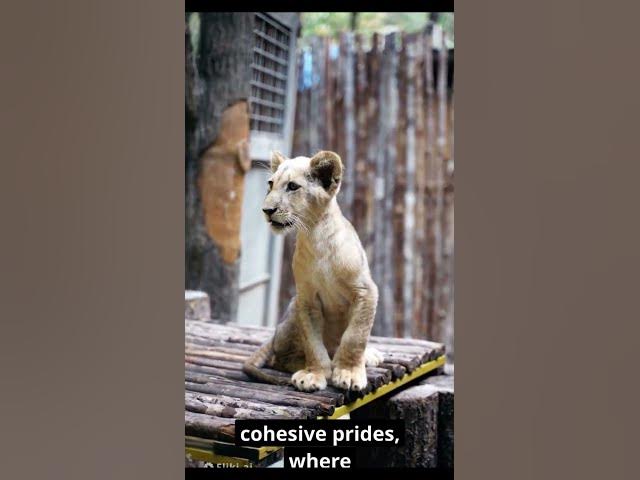 Video thumbnail for Cools Facts about LIONS