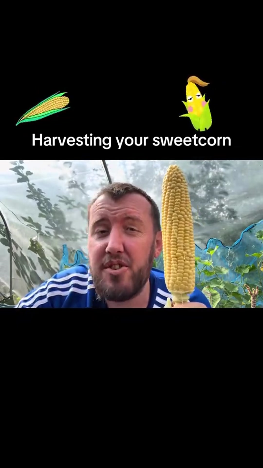 'Video thumbnail for 🌽✨ Harvesting Sweetcorn | How to Know When It’s Ready'