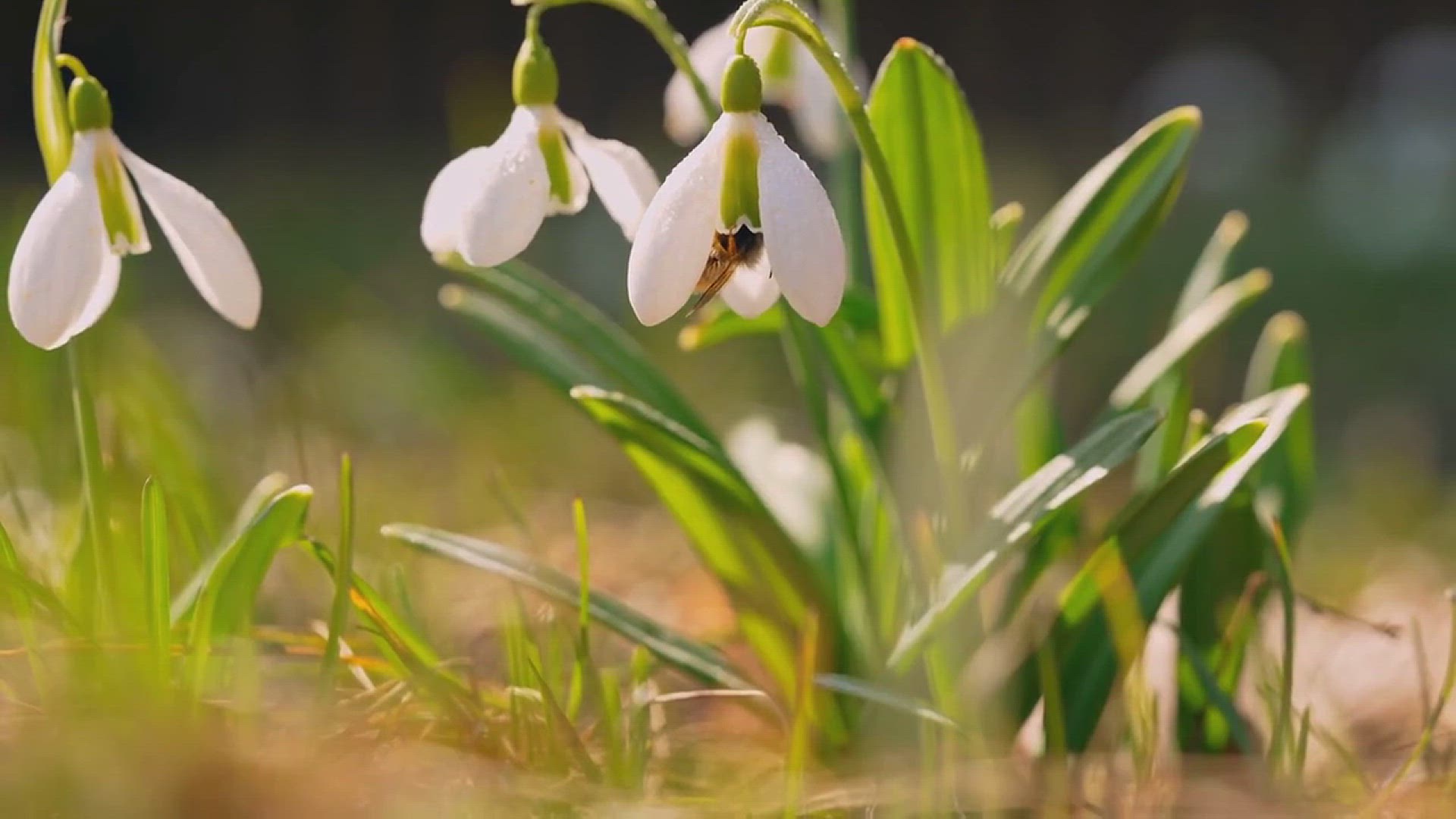 'Video thumbnail for How to Build a Bee Habitat'