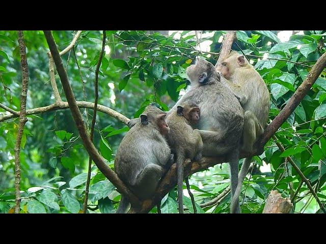 Video thumbnail for Monkey Family#animallife