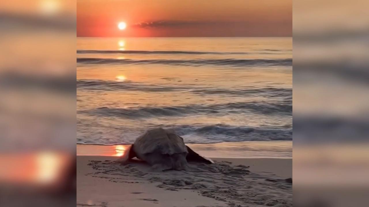 Video thumbnail for US: Rare leatherback sea turtle visits North Carolina beach for second time this season.