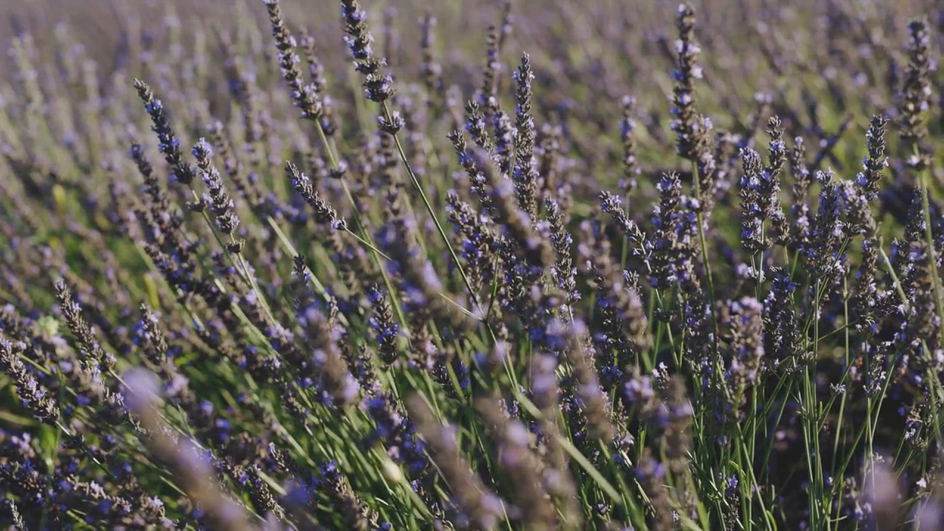 'Video thumbnail for Lavender Plant Gardening Ideas'