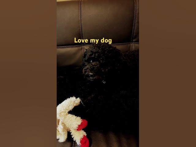 Video thumbnail for Love my cute dog
