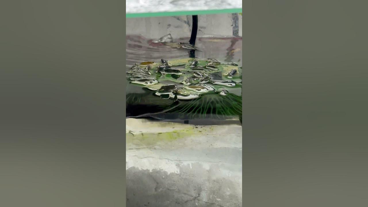 Video thumbnail for Sign you need to do a water change. Your shrimp try to escape and get out of the water. #signs