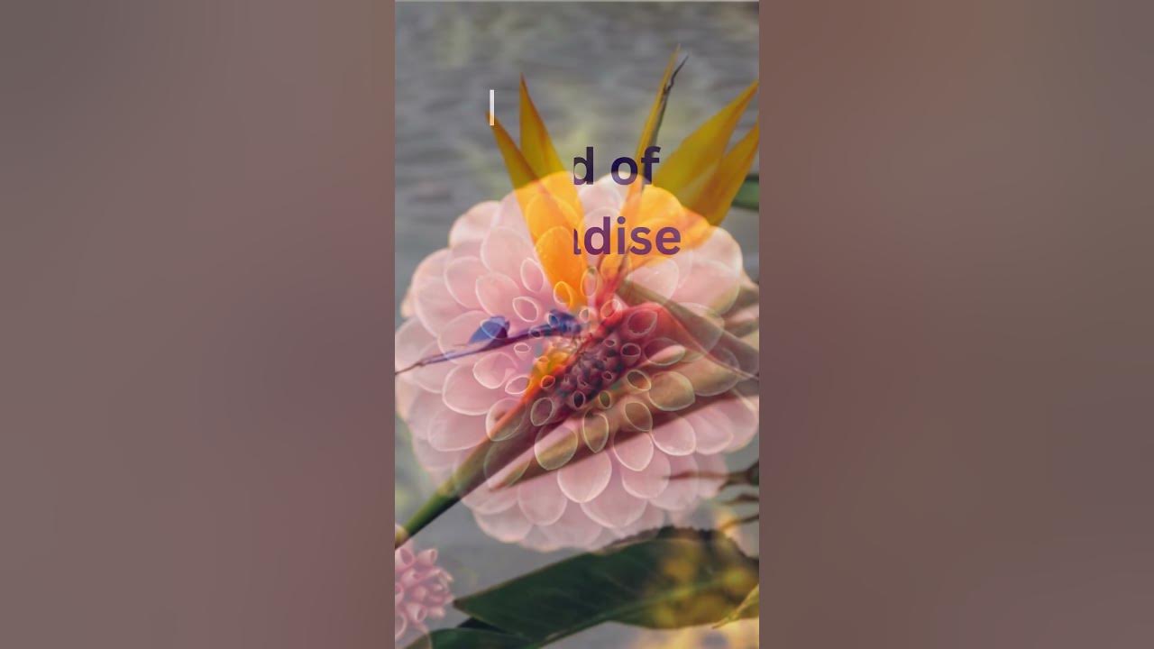 Video thumbnail for Top 10 Most Beautiful Flowers In The World