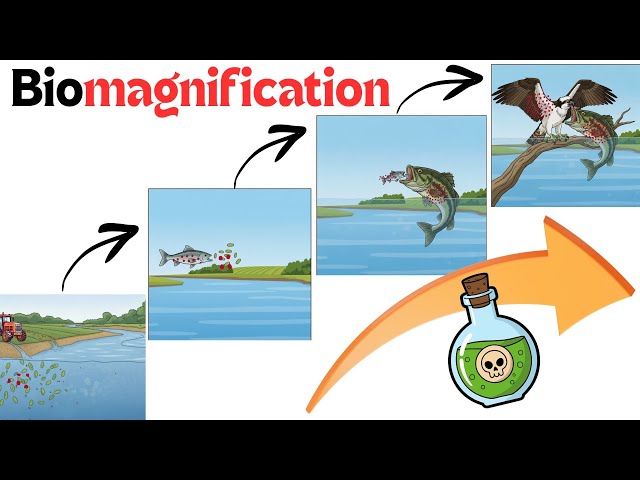 Video thumbnail for What is BIOMAGNIFICATION? || Explained with DDT biomagnification as an example