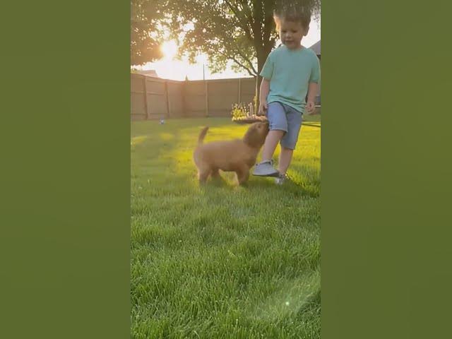 Video thumbnail for Why This Dog is So Special #shorts #mrbeast #ronaldo