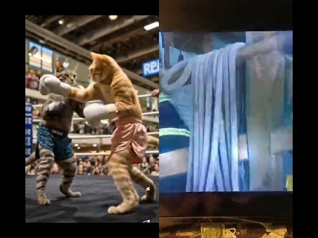 Video thumbnail for #cat #music #gerónimoshow