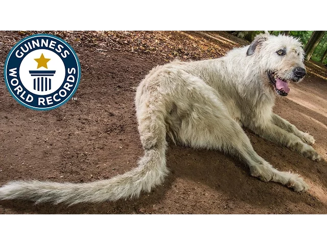'Video thumbnail for Dog with the longest tail'