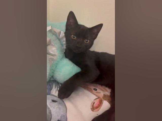 Video thumbnail for Let me be more like them so I can be closer to God ! #rescue #love #cats #god