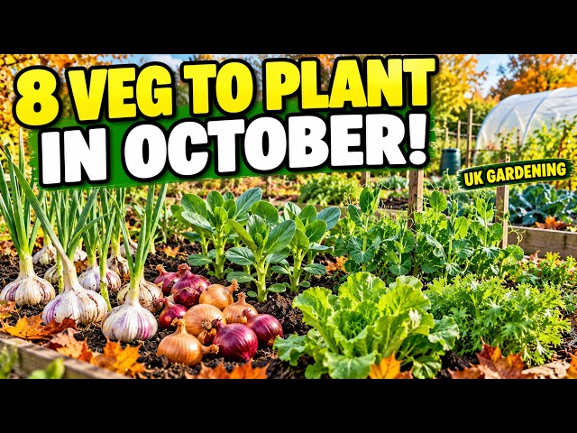Video thumbnail for 8 Vegetables to Plant in October (UK) 🌱 Don't Stop Growing!