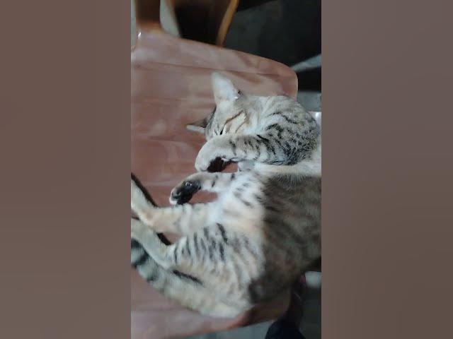 Video thumbnail for Pregnant Cat Belly