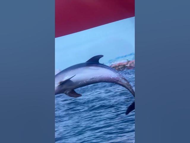 Video thumbnail for Love dolphin❤️