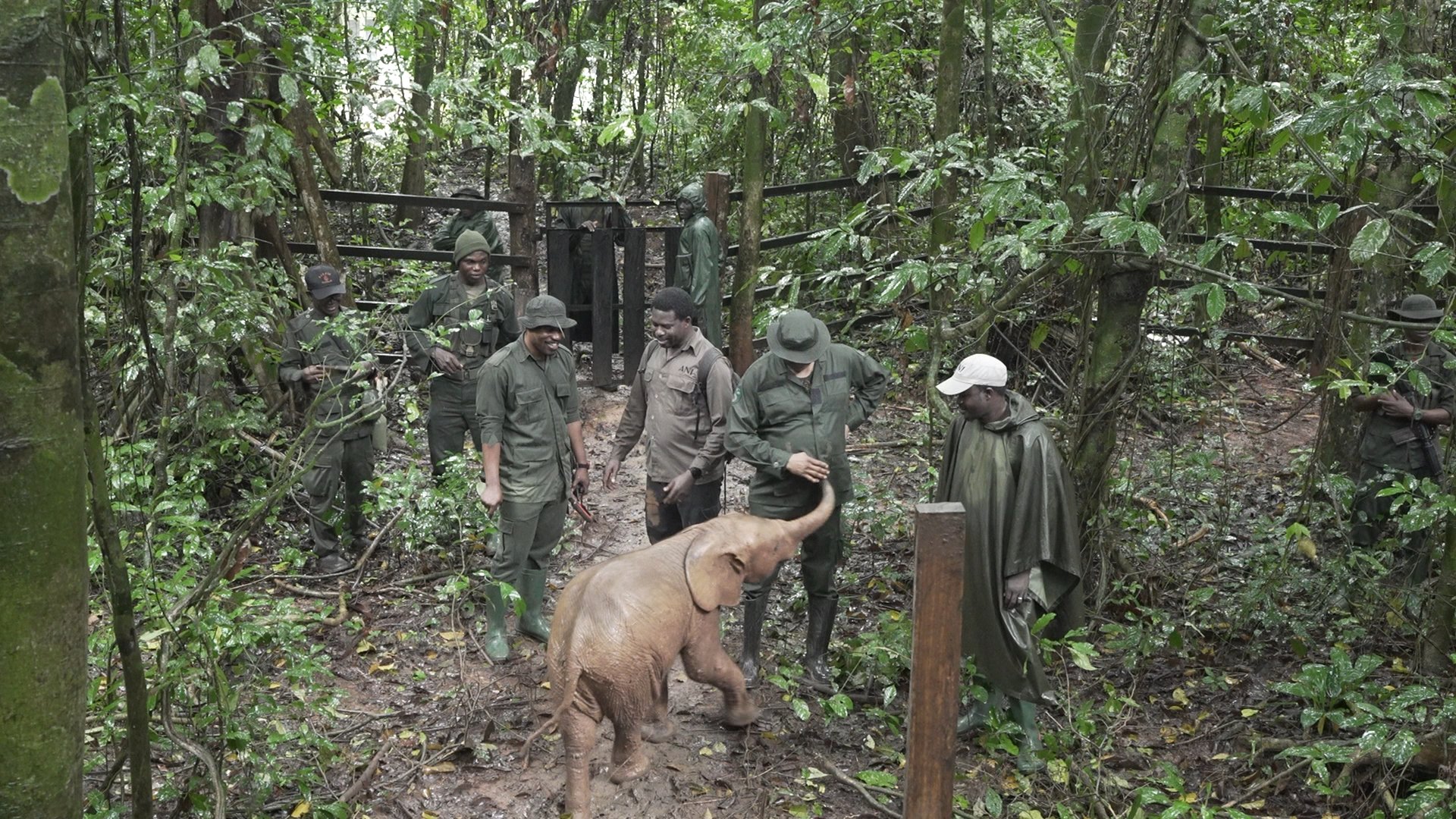 Video thumbnail for Agbaibor: a baby elephant’s journey home