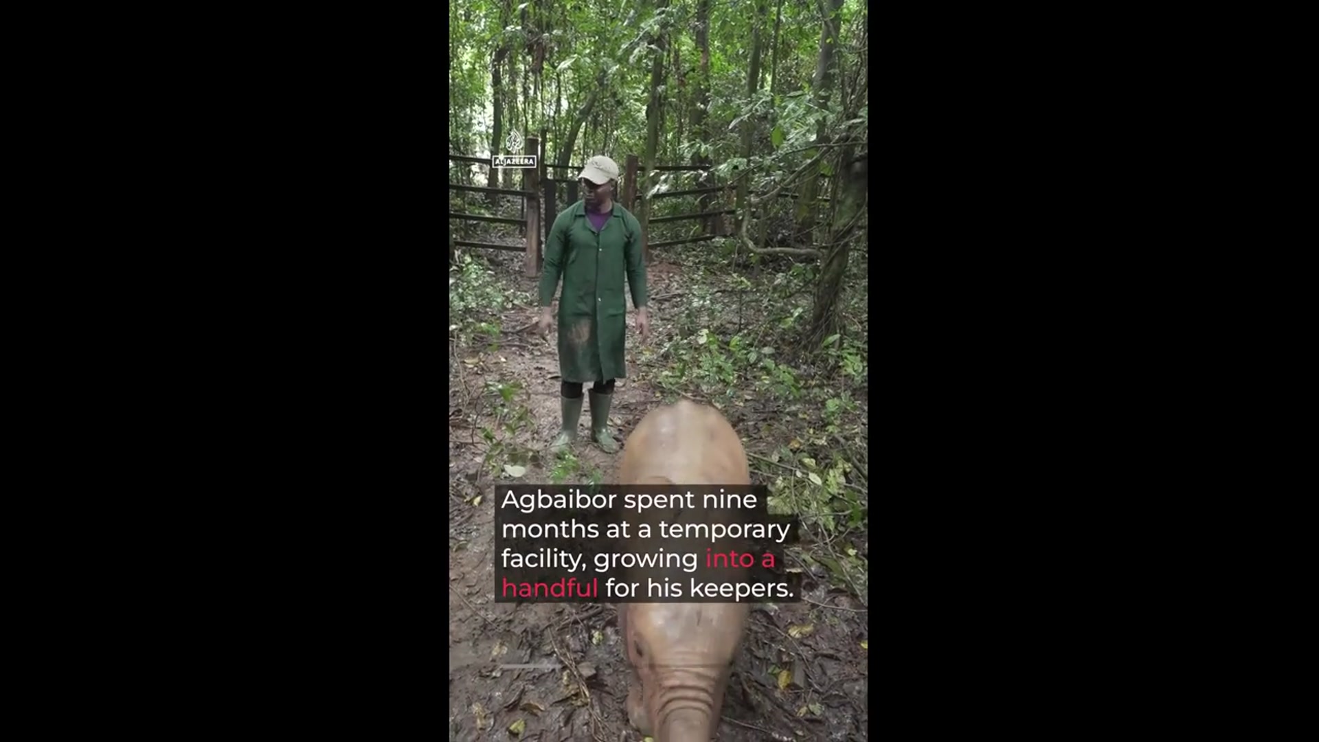 Video thumbnail for Agbaibor: a baby elephant’s journey home