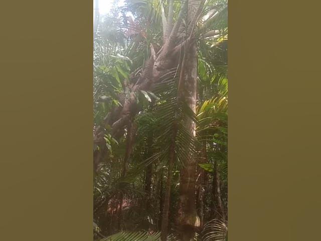 Video thumbnail for 25 Maret 2025