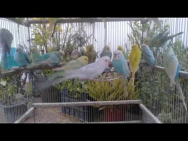 Video thumbnail for Perfect Shot of a Rare Mutation Budgie ๐ฅโจ